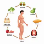 Keto Diet Mechanism