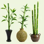 Lucky Bamboo Arrangements