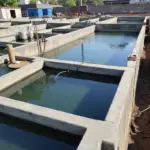 Eel farming in cement tanks offers controlled environment and efficient land use.