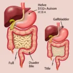 Gallbladder Contraction After Eating