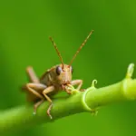 Grasshopper Eating a Leaf