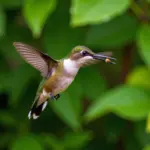 Hummingbird catching an insect in mid-flight