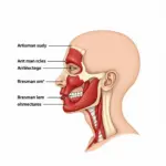 SMAS Facial Anatomy Illustration