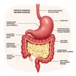 Illustration showing the process of digestion in the stomach, including the breakdown of food by gastric juices and muscle contractions.