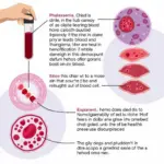 Thalassemia Blood Test