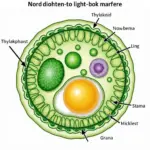 Thylakoid Membrane Structure and Light-Dependent Reaction