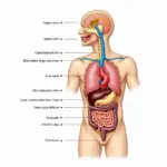 Diagram of the Vagus Nerve Path